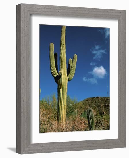 Saguaro Cactus in Sonoran Desert, Saguaro National Park, Arizona, USA-Dee Ann Pederson-Framed Photographic Print