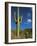 Saguaro Cactus in Sonoran Desert, Saguaro National Park, Arizona, USA-Dee Ann Pederson-Framed Photographic Print