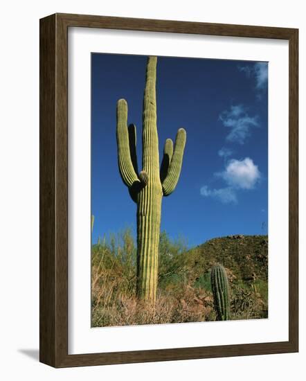 Saguaro Cactus in Sonoran Desert, Saguaro National Park, Arizona, USA-Dee Ann Pederson-Framed Photographic Print