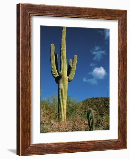 Saguaro Cactus in Sonoran Desert, Saguaro National Park, Arizona, USA-Dee Ann Pederson-Framed Photographic Print