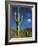 Saguaro Cactus in Sonoran Desert, Saguaro National Park, Arizona, USA-Dee Ann Pederson-Framed Photographic Print