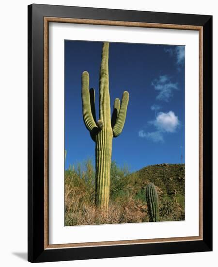 Saguaro Cactus in Sonoran Desert, Saguaro National Park, Arizona, USA-Dee Ann Pederson-Framed Photographic Print