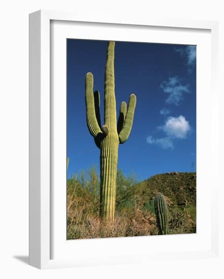 Saguaro Cactus in Sonoran Desert, Saguaro National Park, Arizona, USA-Dee Ann Pederson-Framed Photographic Print