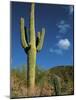 Saguaro Cactus in Sonoran Desert, Saguaro National Park, Arizona, USA-Dee Ann Pederson-Mounted Photographic Print