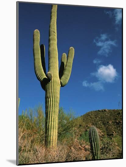 Saguaro Cactus in Sonoran Desert, Saguaro National Park, Arizona, USA-Dee Ann Pederson-Mounted Photographic Print