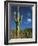 Saguaro Cactus in Sonoran Desert, Saguaro National Park, Arizona, USA-Dee Ann Pederson-Framed Photographic Print