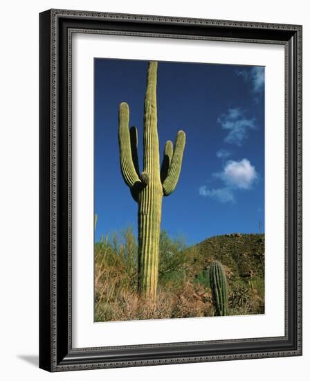 Saguaro Cactus in Sonoran Desert, Saguaro National Park, Arizona, USA-Dee Ann Pederson-Framed Photographic Print