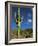 Saguaro Cactus in Sonoran Desert, Saguaro National Park, Arizona, USA-Dee Ann Pederson-Framed Photographic Print