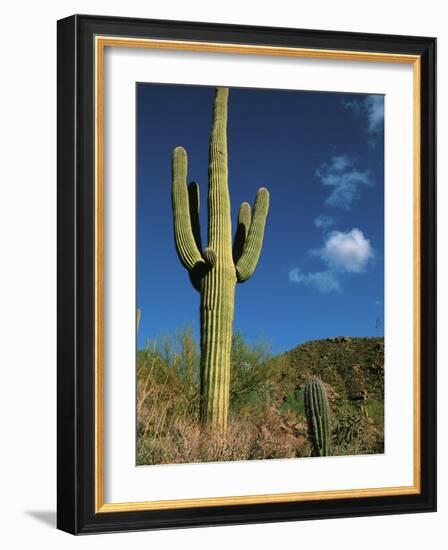 Saguaro Cactus in Sonoran Desert, Saguaro National Park, Arizona, USA-Dee Ann Pederson-Framed Photographic Print