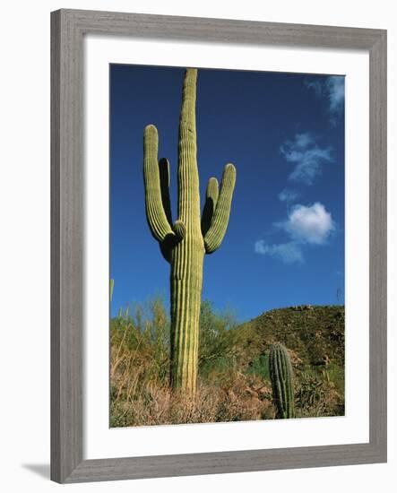 Saguaro Cactus in Sonoran Desert, Saguaro National Park, Arizona, USA-Dee Ann Pederson-Framed Photographic Print