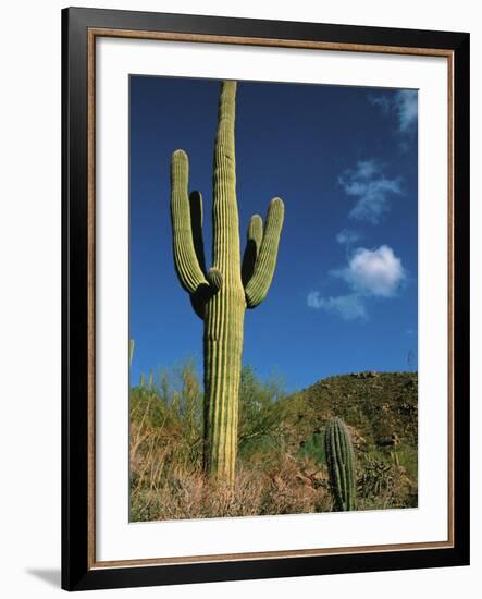 Saguaro Cactus in Sonoran Desert, Saguaro National Park, Arizona, USA-Dee Ann Pederson-Framed Photographic Print