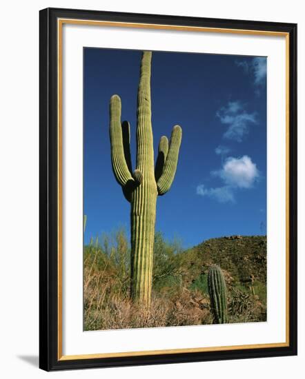 Saguaro Cactus in Sonoran Desert, Saguaro National Park, Arizona, USA-Dee Ann Pederson-Framed Photographic Print