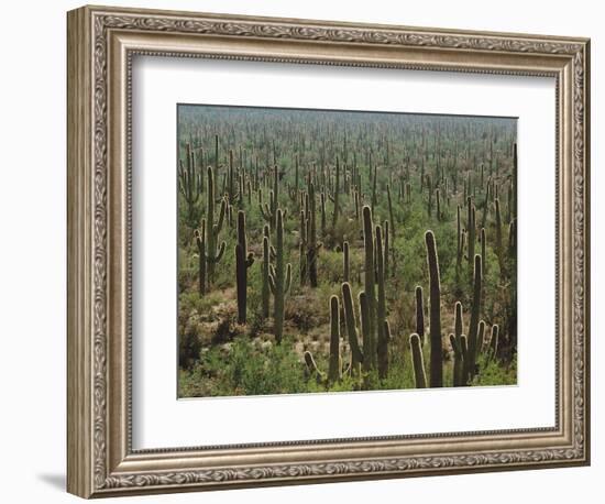 Saguaro Cactus in Sonoran Desert, Saguaro National Park, Arizona, USA-Dee Ann Pederson-Framed Photographic Print