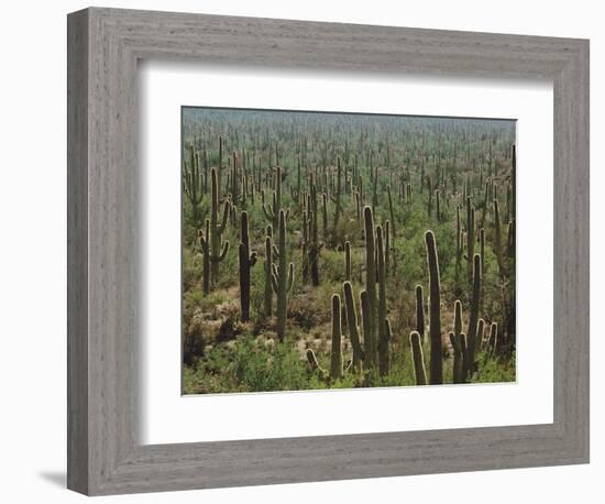 Saguaro Cactus in Sonoran Desert, Saguaro National Park, Arizona, USA-Dee Ann Pederson-Framed Photographic Print