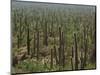 Saguaro Cactus in Sonoran Desert, Saguaro National Park, Arizona, USA-Dee Ann Pederson-Mounted Photographic Print