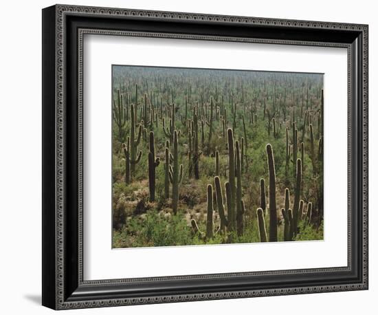 Saguaro Cactus in Sonoran Desert, Saguaro National Park, Arizona, USA-Dee Ann Pederson-Framed Photographic Print