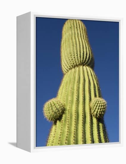 Saguaro Cactus in Tinajas Altas Mountains-Kevin Schafer-Framed Premier Image Canvas