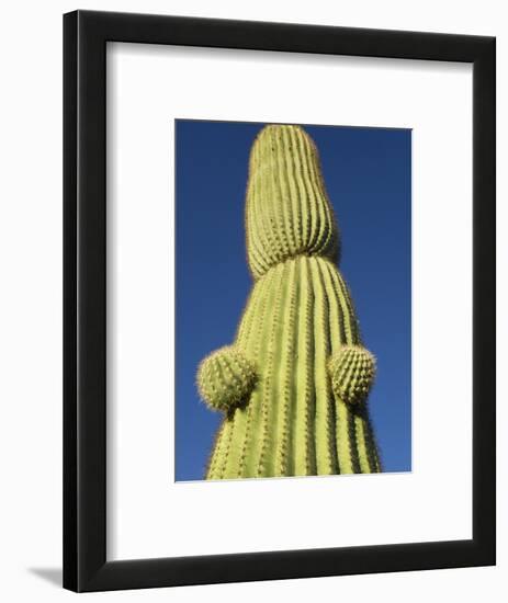 Saguaro Cactus in Tinajas Altas Mountains-Kevin Schafer-Framed Photographic Print