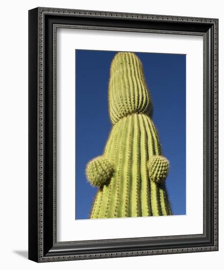 Saguaro Cactus in Tinajas Altas Mountains-Kevin Schafer-Framed Photographic Print