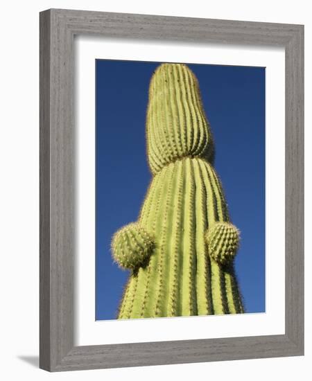Saguaro Cactus in Tinajas Altas Mountains-Kevin Schafer-Framed Photographic Print