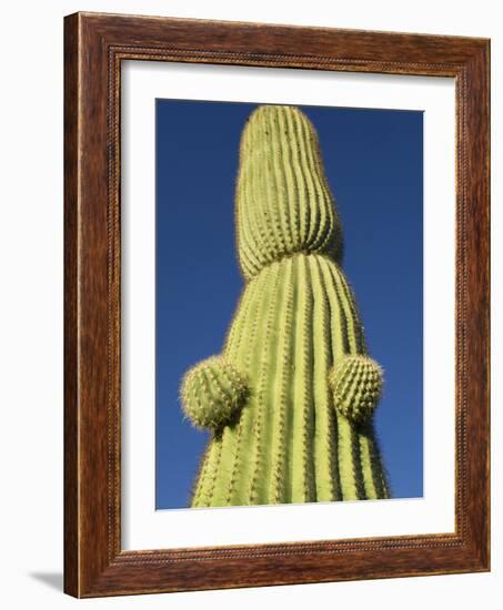 Saguaro Cactus in Tinajas Altas Mountains-Kevin Schafer-Framed Photographic Print