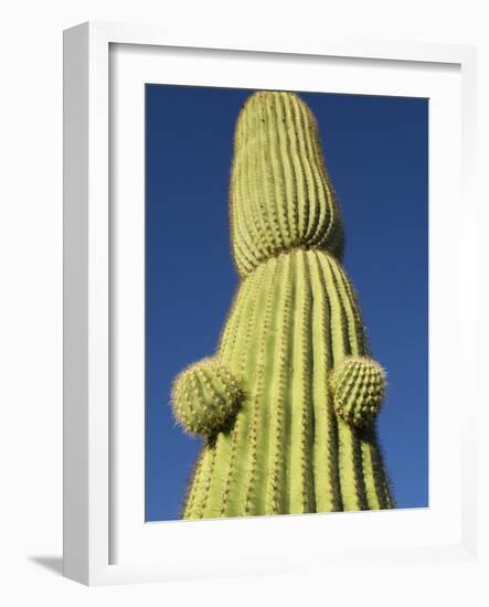 Saguaro Cactus in Tinajas Altas Mountains-Kevin Schafer-Framed Photographic Print