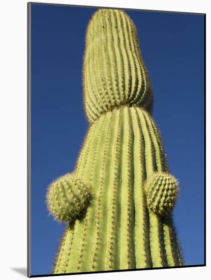 Saguaro Cactus in Tinajas Altas Mountains-Kevin Schafer-Mounted Photographic Print