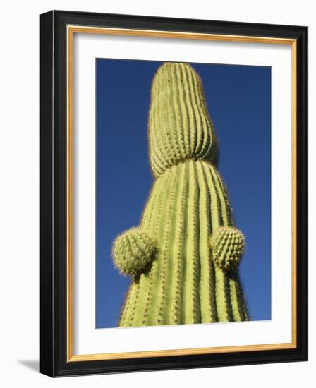 Saguaro Cactus in Tinajas Altas Mountains-Kevin Schafer-Framed Photographic Print