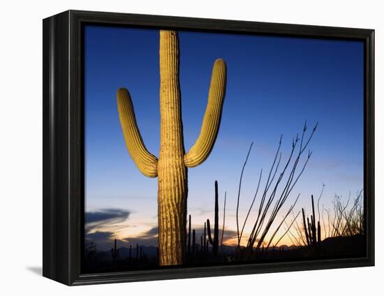 Saguaro Cactus in Tucson Mountain Park, Tucson, Arizona, United States of America, North America-Richard Cummins-Framed Premier Image Canvas