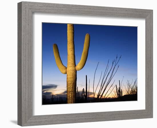 Saguaro Cactus in Tucson Mountain Park, Tucson, Arizona, United States of America, North America-Richard Cummins-Framed Photographic Print