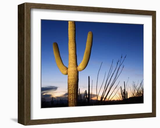 Saguaro Cactus in Tucson Mountain Park, Tucson, Arizona, United States of America, North America-Richard Cummins-Framed Photographic Print