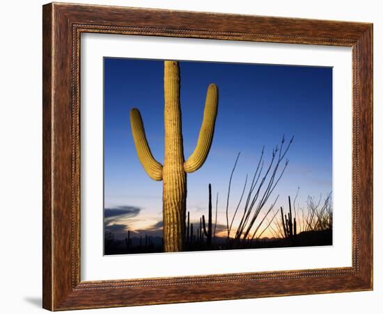 Saguaro Cactus in Tucson Mountain Park, Tucson, Arizona, United States of America, North America-Richard Cummins-Framed Photographic Print