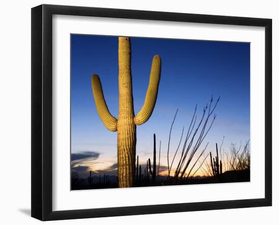 Saguaro Cactus in Tucson Mountain Park, Tucson, Arizona, United States of America, North America-Richard Cummins-Framed Photographic Print