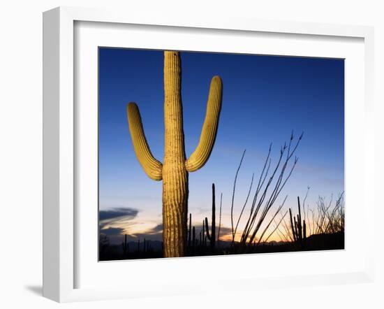 Saguaro Cactus in Tucson Mountain Park, Tucson, Arizona, United States of America, North America-Richard Cummins-Framed Photographic Print