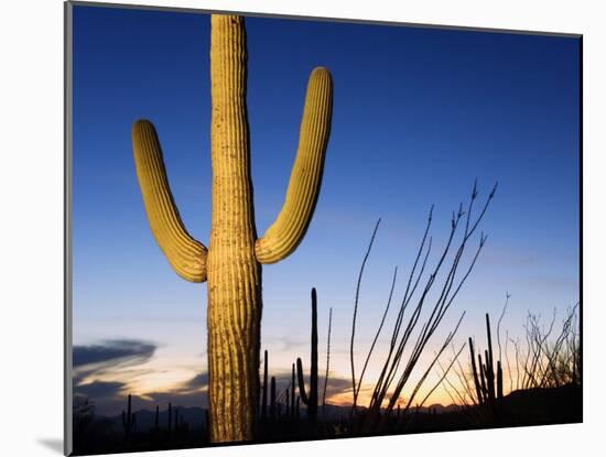 Saguaro Cactus in Tucson Mountain Park, Tucson, Arizona, United States of America, North America-Richard Cummins-Mounted Photographic Print