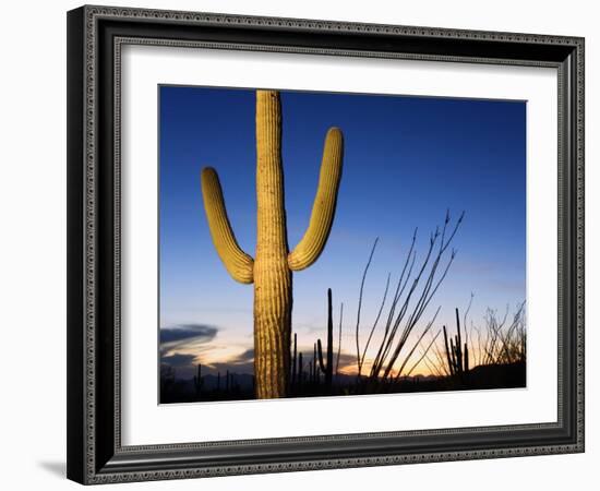 Saguaro Cactus in Tucson Mountain Park, Tucson, Arizona, United States of America, North America-Richard Cummins-Framed Photographic Print