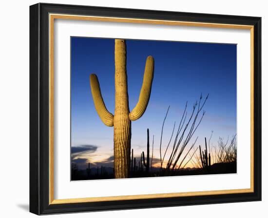 Saguaro Cactus in Tucson Mountain Park, Tucson, Arizona, United States of America, North America-Richard Cummins-Framed Photographic Print