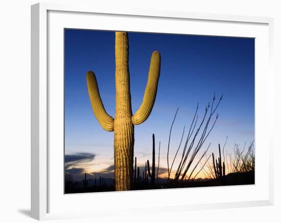 Saguaro Cactus in Tucson Mountain Park, Tucson, Arizona, United States of America, North America-Richard Cummins-Framed Photographic Print