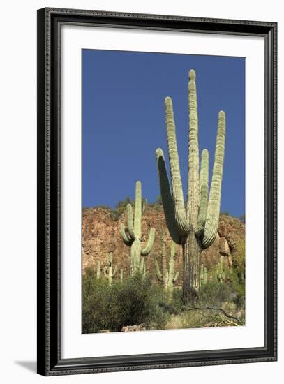 Saguaro Cactus near the Cliff-Dwellings at Tonto National Monument, Arizona-null-Framed Photographic Print