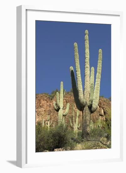 Saguaro Cactus near the Cliff-Dwellings at Tonto National Monument, Arizona-null-Framed Photographic Print