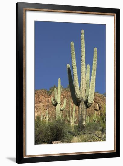 Saguaro Cactus near the Cliff-Dwellings at Tonto National Monument, Arizona-null-Framed Photographic Print