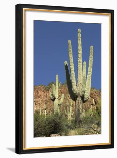 Saguaro Cactus near the Cliff-Dwellings at Tonto National Monument, Arizona-null-Framed Photographic Print