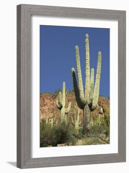 Saguaro Cactus near the Cliff-Dwellings at Tonto National Monument, Arizona-null-Framed Photographic Print