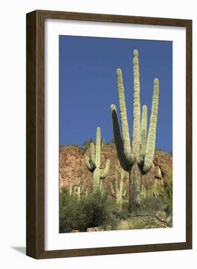 Saguaro Cactus near the Cliff-Dwellings at Tonto National Monument, Arizona-null-Framed Photographic Print