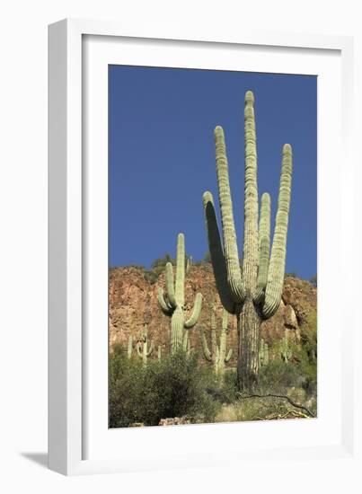 Saguaro Cactus near the Cliff-Dwellings at Tonto National Monument, Arizona-null-Framed Photographic Print