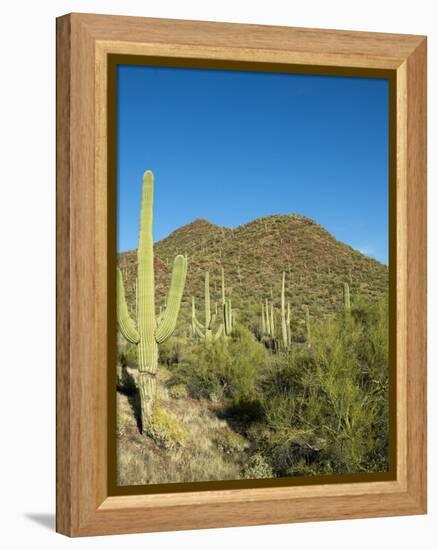 Saguaro Cactus near Tucson, Arizona-null-Framed Stretched Canvas