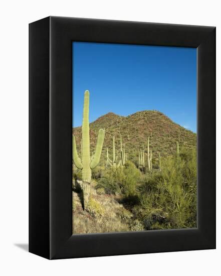 Saguaro Cactus near Tucson, Arizona-null-Framed Stretched Canvas