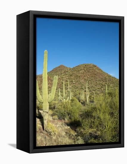 Saguaro Cactus near Tucson, Arizona-null-Framed Stretched Canvas