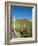 Saguaro Cactus near Tucson, Arizona-null-Framed Photo