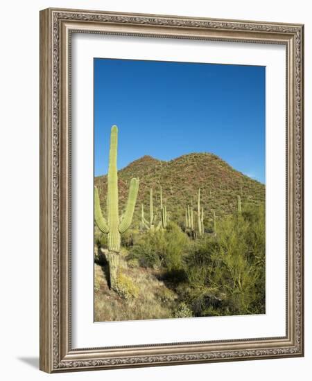 Saguaro Cactus near Tucson, Arizona-null-Framed Photo